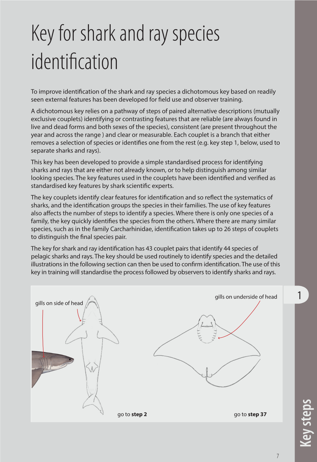 Key for Shark and Ray Species Identification