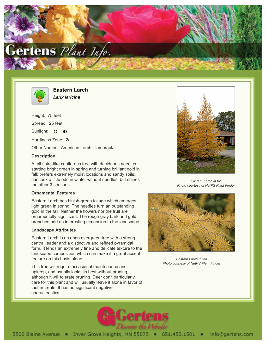 Gertens Eastern Larch