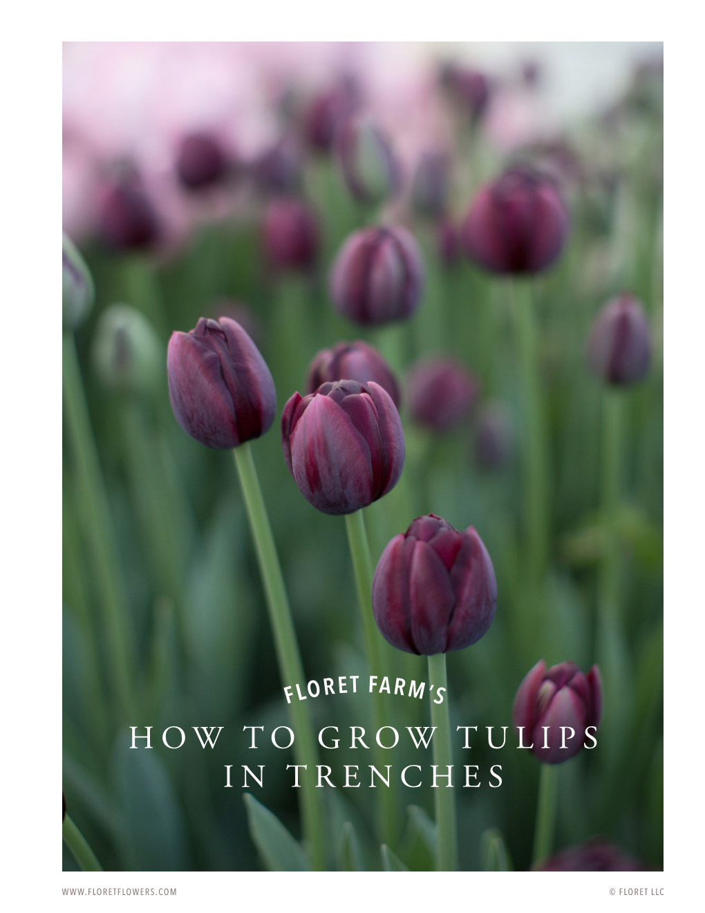 How to Grow Tulips in Trenches