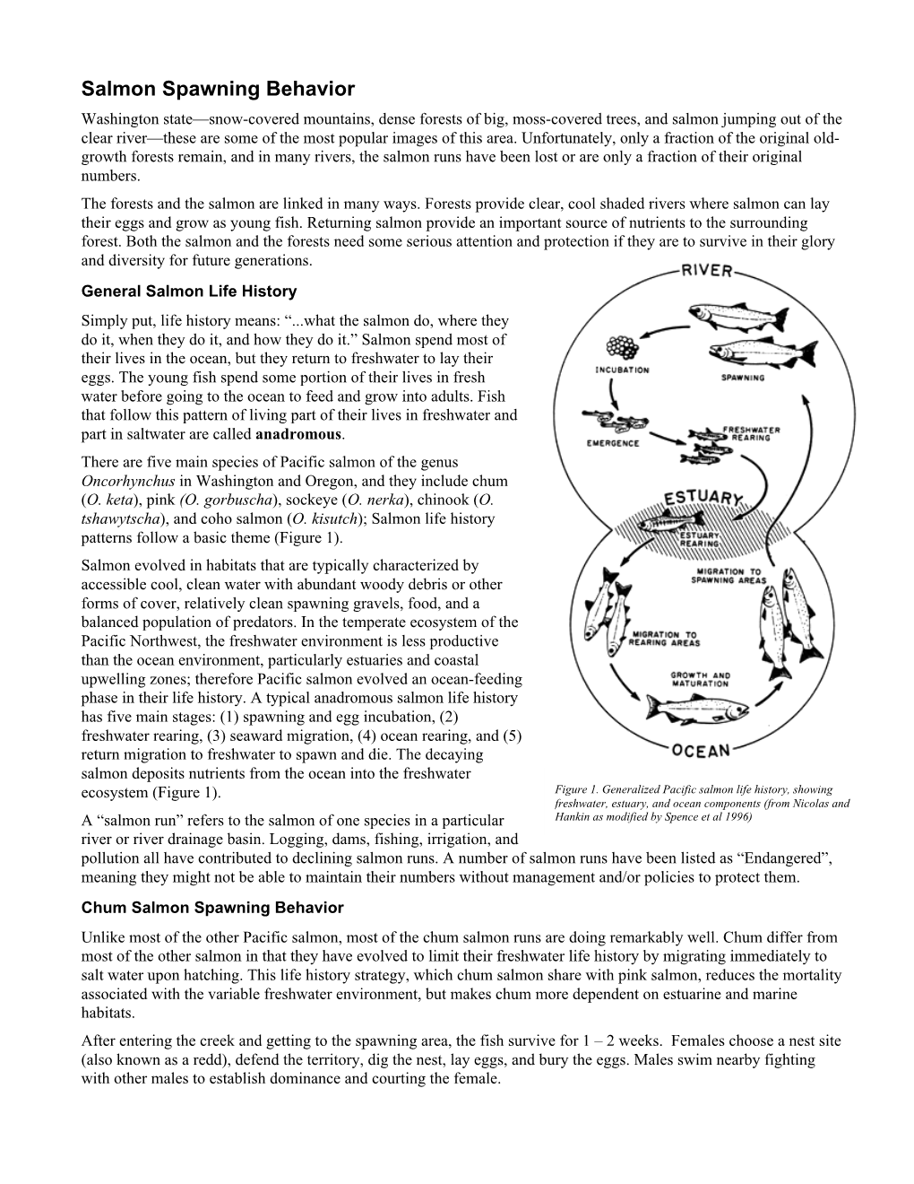 Chum Salmon Spawning Behavior by S.L. Schroder