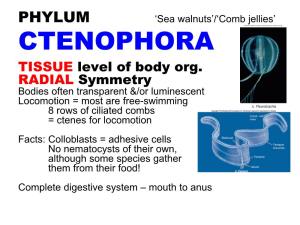 PHYLUM 'Sea Walnuts'/'Comb Jellies' CTENOPHORA