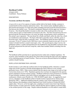Hardhead Catfish Ariopsis Felis Contributor: Pearse Webster