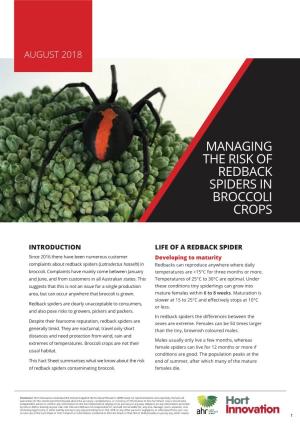 Managing the Risk of Redback Spiders in Broccoli Crops