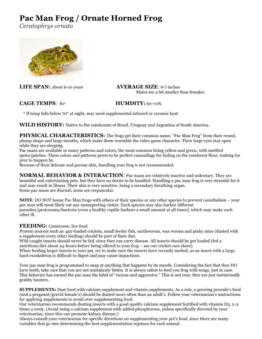 Pac Man Frog / Ornate Horned Frog Ceratophrys Ornata