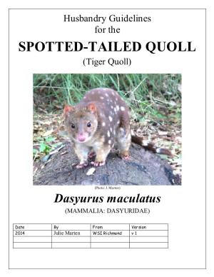 SPOTTED-TAILED QUOLL (Tiger Quoll)