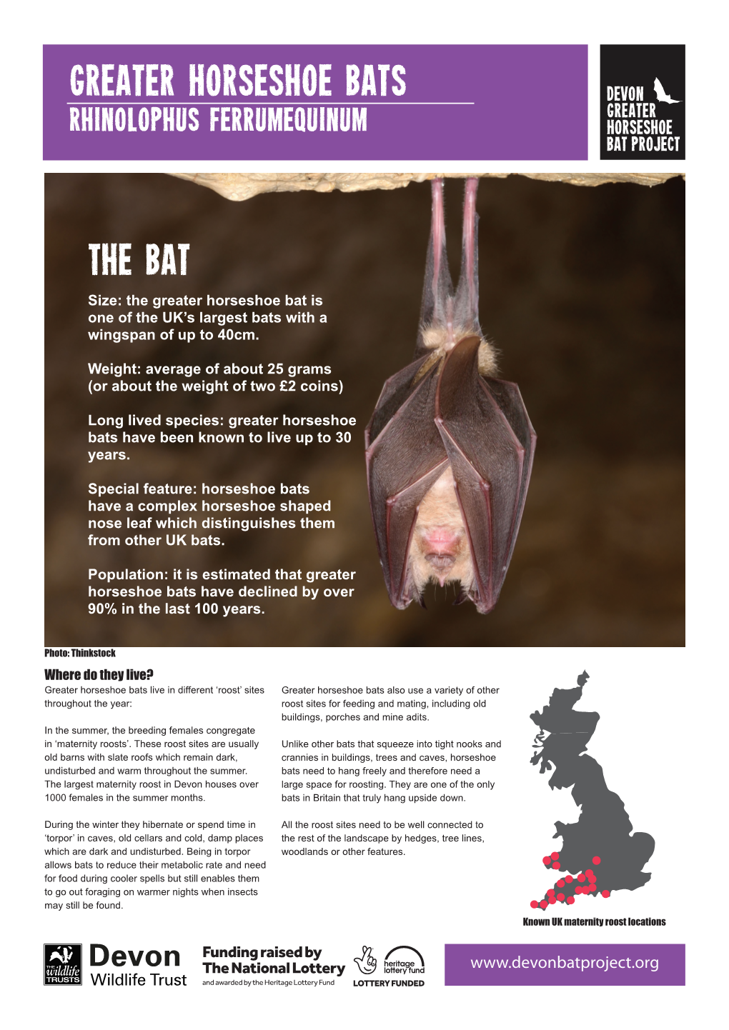 Greater Horseshoe Bats The