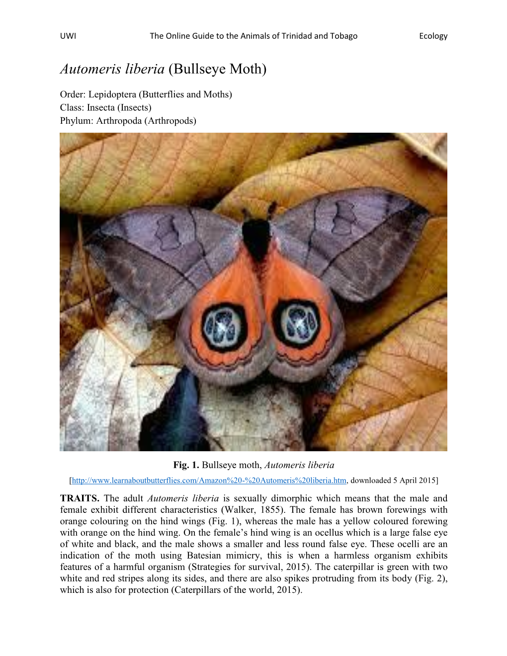 Automeris Liberia (Bullseye Moth)