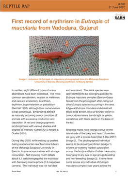 First Record of Erythrism in Eutropis Cf Macularia from Vadodara, Gujarat