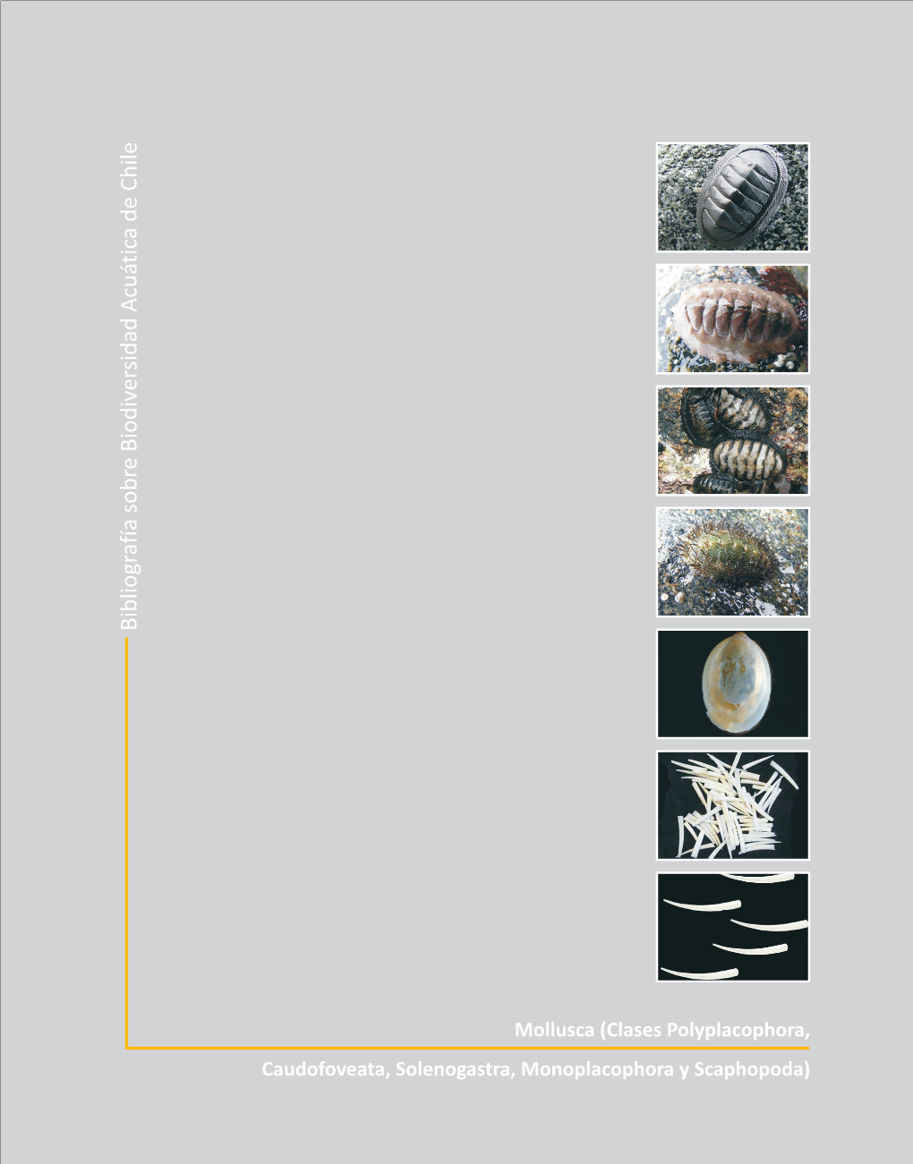 Mollusca (Clases Polyplacophora, Caudofoveata, Solenogastra, Monoplacophora Y Scaphopoda)