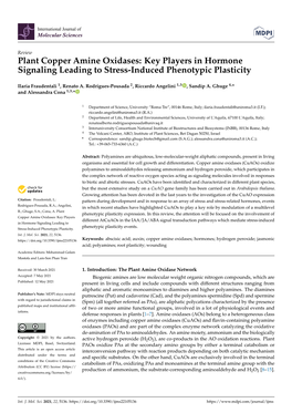 Plant Copper Amine Oxidases: Key Players in Hormone Signaling Leading to Stress-Induced Phenotypic Plasticity