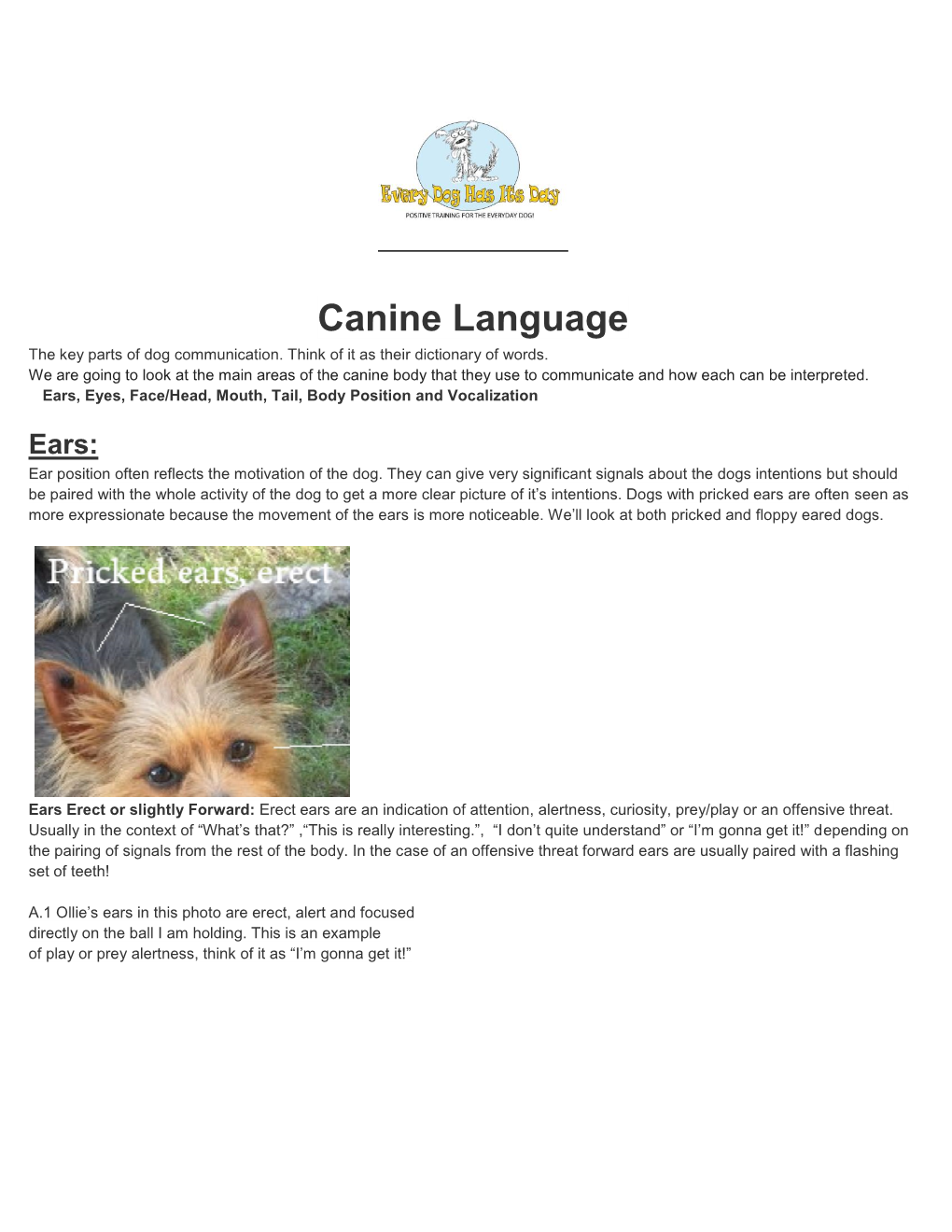 Canine Language the Key Parts of Dog Communication