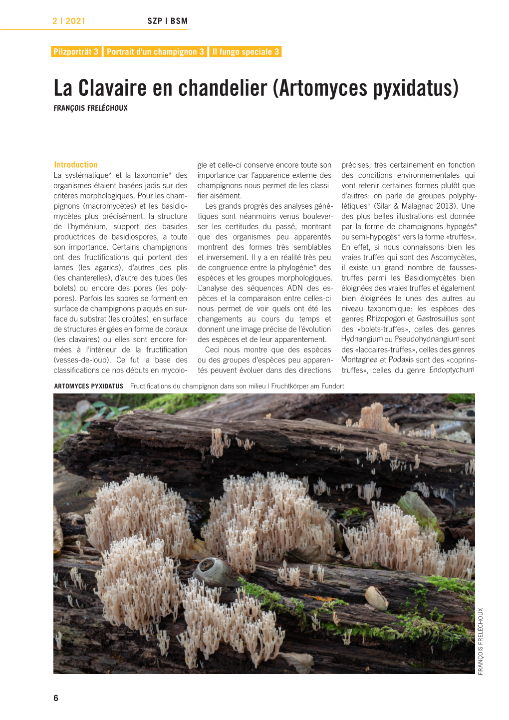 La Clavaire En Chandelier (Artomyces Pyxidatus) FRANÇOIS FRELÉCHOUX