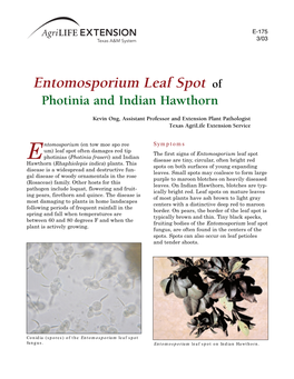 Entomosporium Leaf Spot of Photinia and Indian Hawthorn