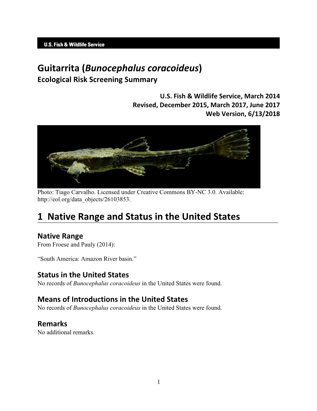 Bunocephalus Coracoideus) Ecological Risk Screening Summary