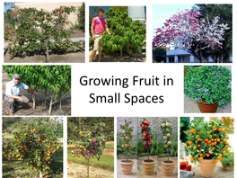 Growing Fruit in Small Spaces Growing Fruit in Small Spaces • Rootstocks to Keep Trees Small