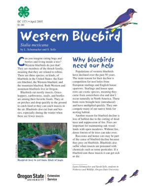 Western Bluebird, EC 1571