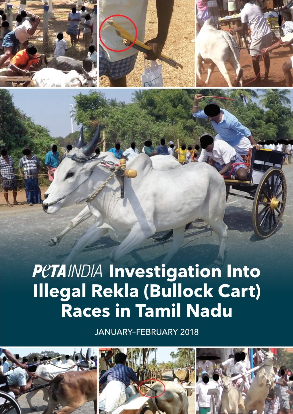 Investigation Into Illegal Rekla (Bullock Cart) Races in Tamil Nadu JANUARY–FEBRUARY 2018