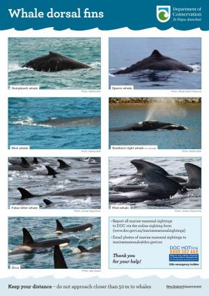 Whale Identification Posters