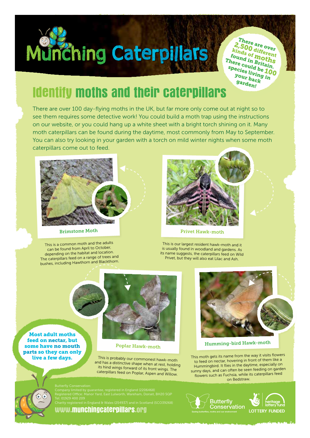 Identify Moths and Their Caterpillars