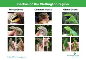 Geckos of the Wellington Region