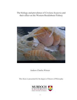 The Biology and Prevalence of Cirolana Hesperia and Their Effect on the Western Rocklobster Fishery