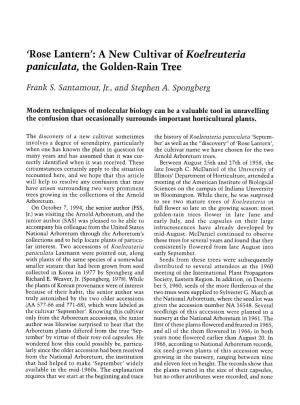 'Rose Lantern': a New Cultivar of Koelreuteria Paniculata, the Golden-Rain Tree