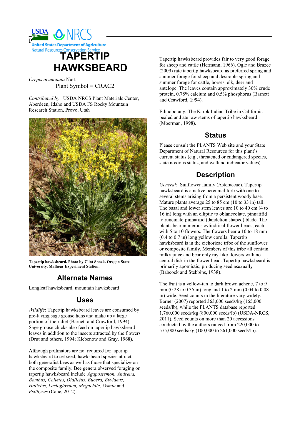 Plant Guide for Tapertip Hawksbeard (Crepis Acuminata)