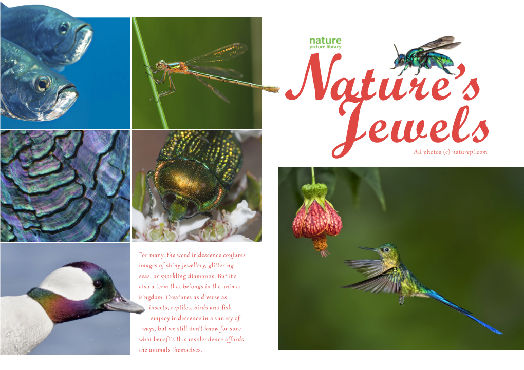 All Photos (C) Naturepl.Com for Many, the Word Iridescence Conjures Images of Shiny Jewellery, Glittering Seas, Or Sparkling