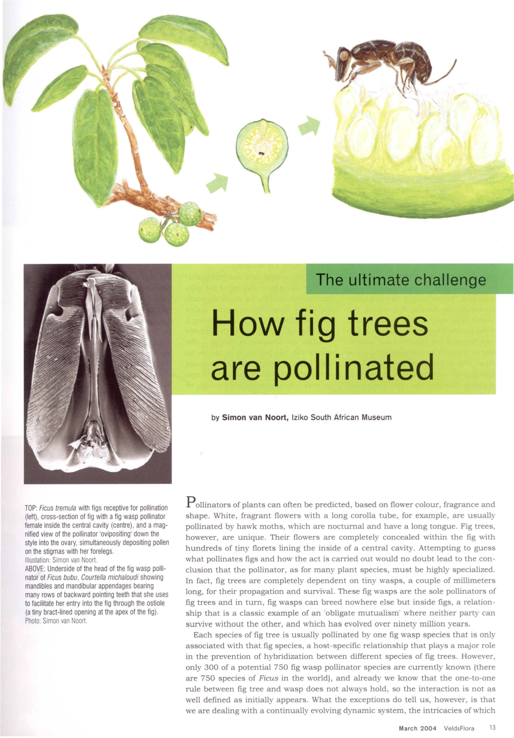 How Fig Trees Are Pollinated