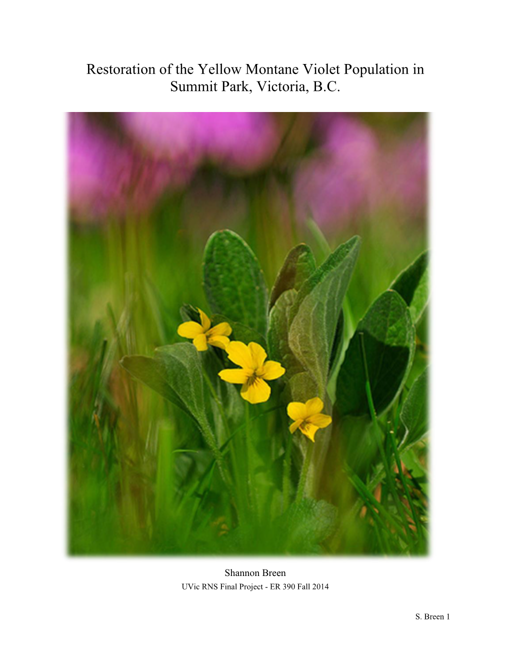 Restoration of the Yellow Montane Violet Population in Summit Park, Victoria, B.C