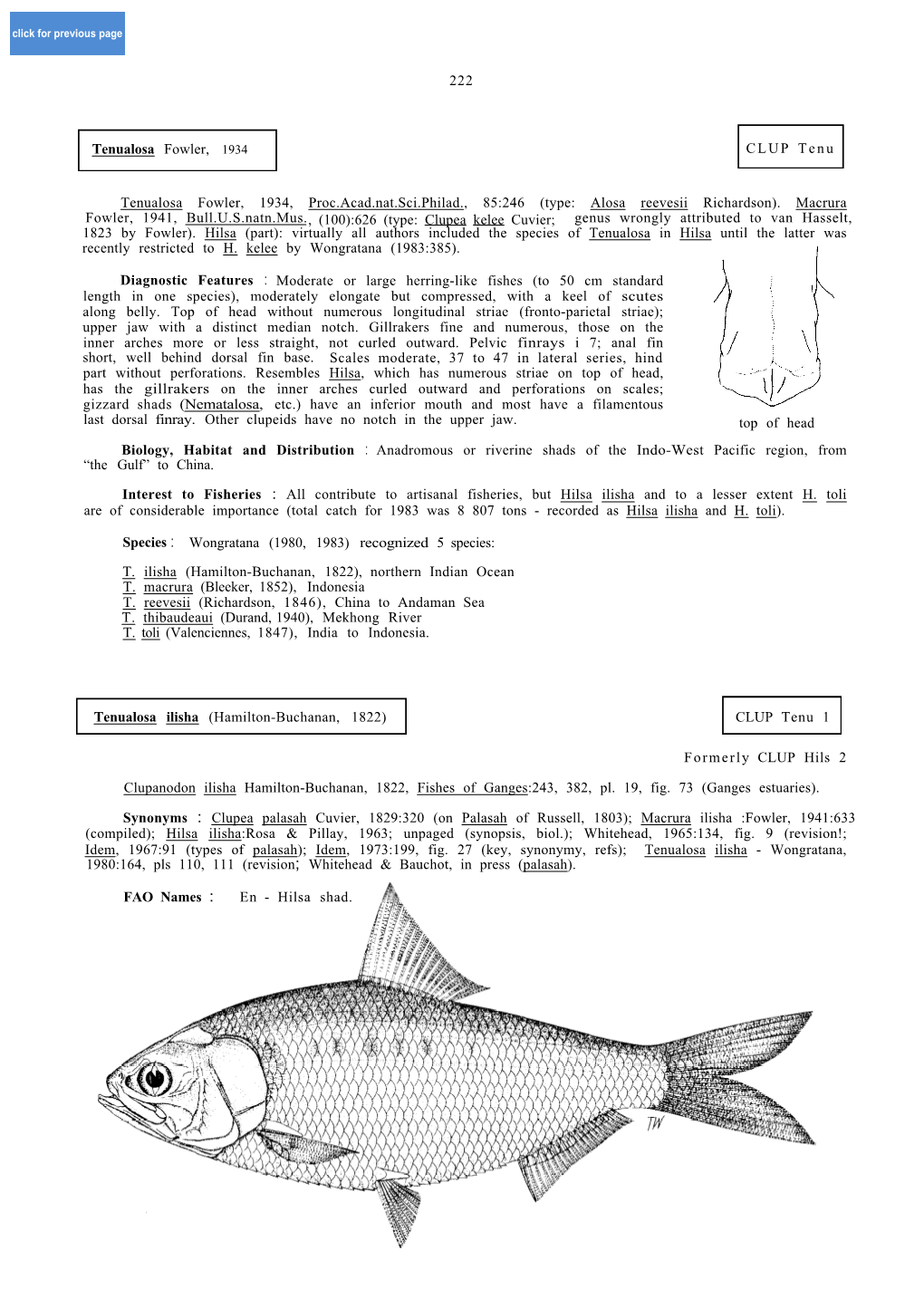 (100):626 (Type: Clupea Kelee Cuvier; L Diagnostic Features : Moderate Or