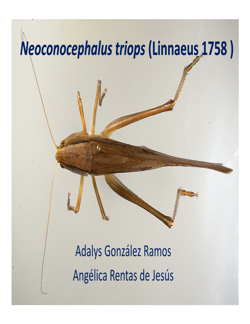 Neoconocephalus Neoconocephalus Triops (Linnaeus 1758 )