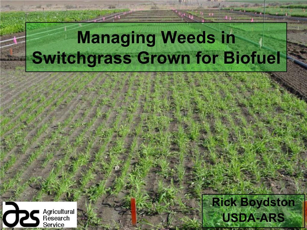 Managing Weeds in Switchgrass Grown for Biofuel