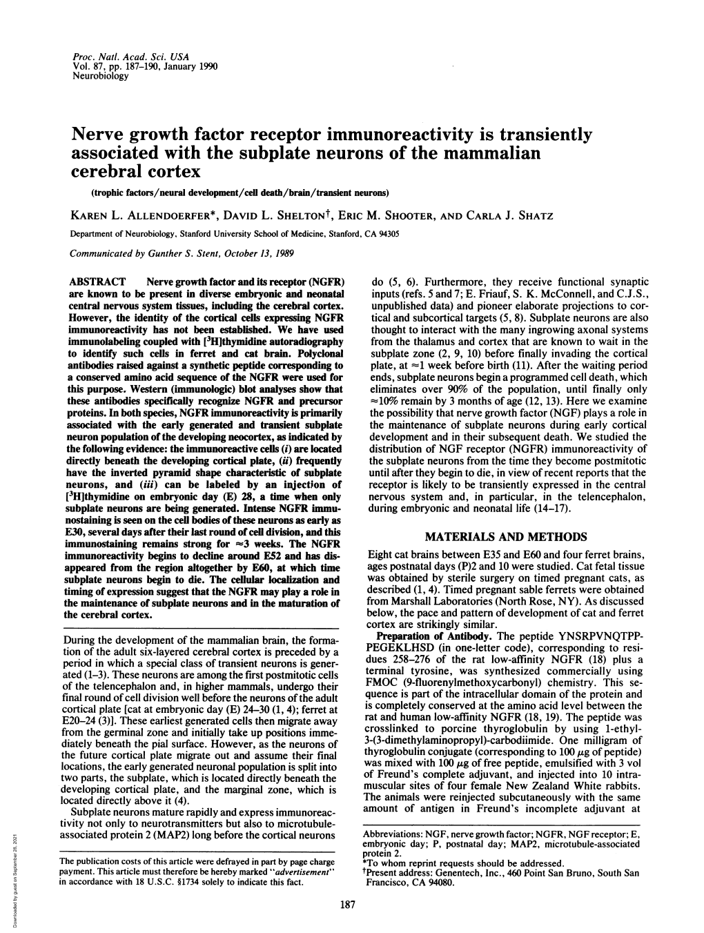 Associated with the Subplate Neurons of the Mammalian Cerebral Cortex (Trophic Factors/Neural Development/Cell Death/Brain/Transient Neurons) KAREN L