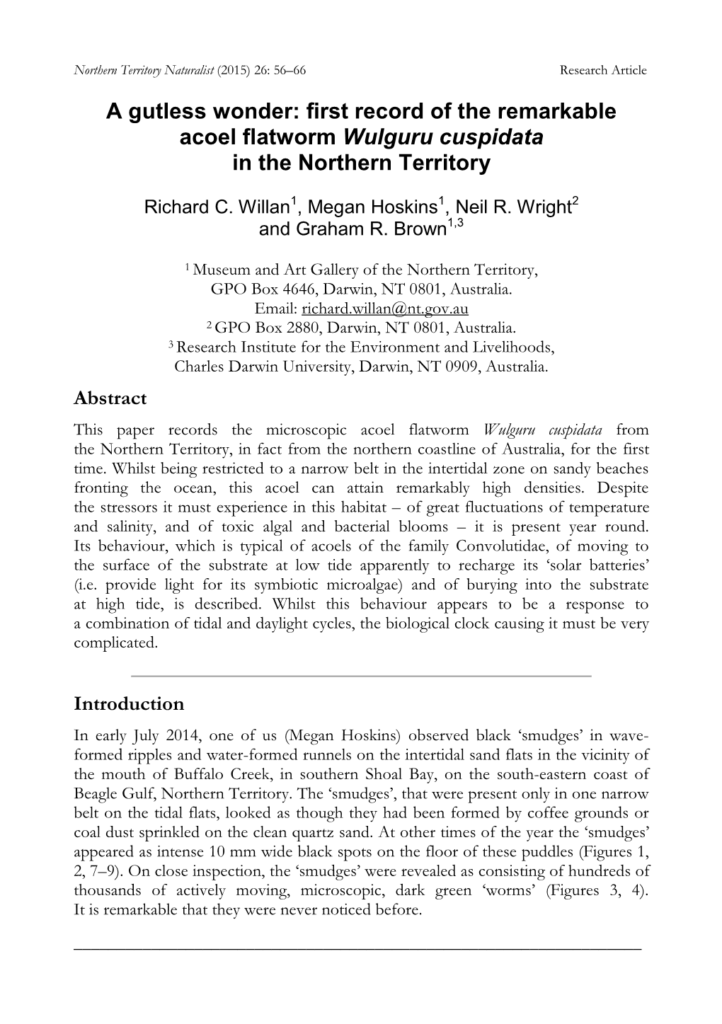 A Gutless Wonder: First Record of the Remarkable Acoel Flatworm Wulguru Cuspidata in the Northern Territory