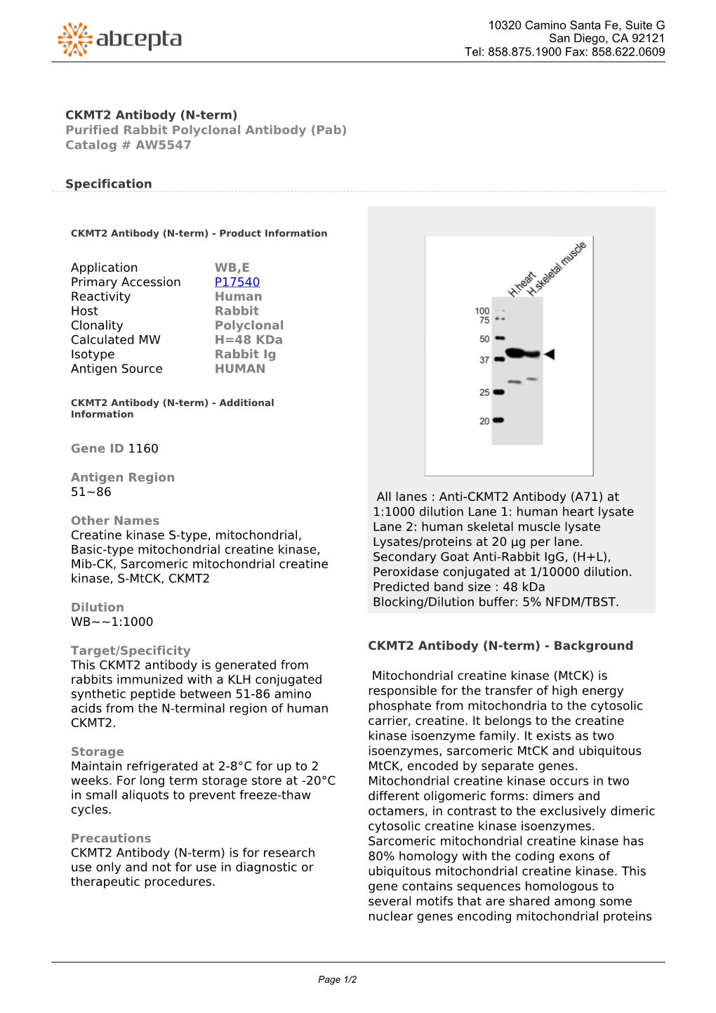 CKMT2 Antibody (N-Term) Purified Rabbit Polyclonal Antibody (Pab) Catalog # AW5547