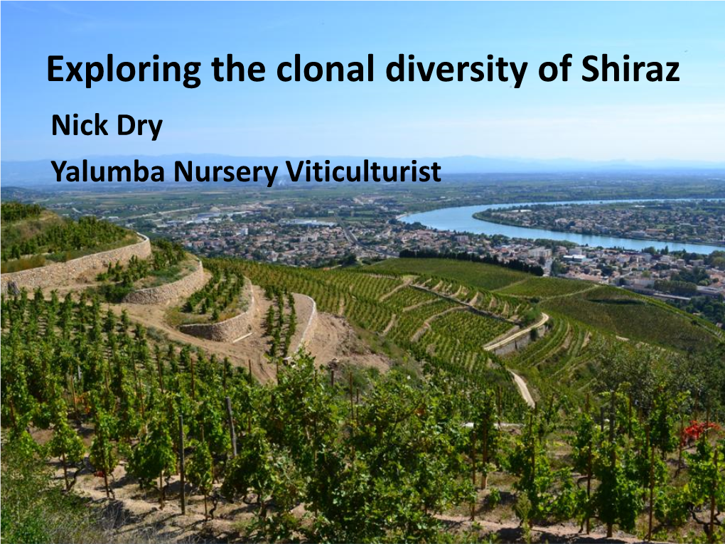 Exploring the Clonal Diversity of Shiraz Nick Dry Yalumba Nursery Viticulturist Exploring the Clonal Diversity of Shiraz