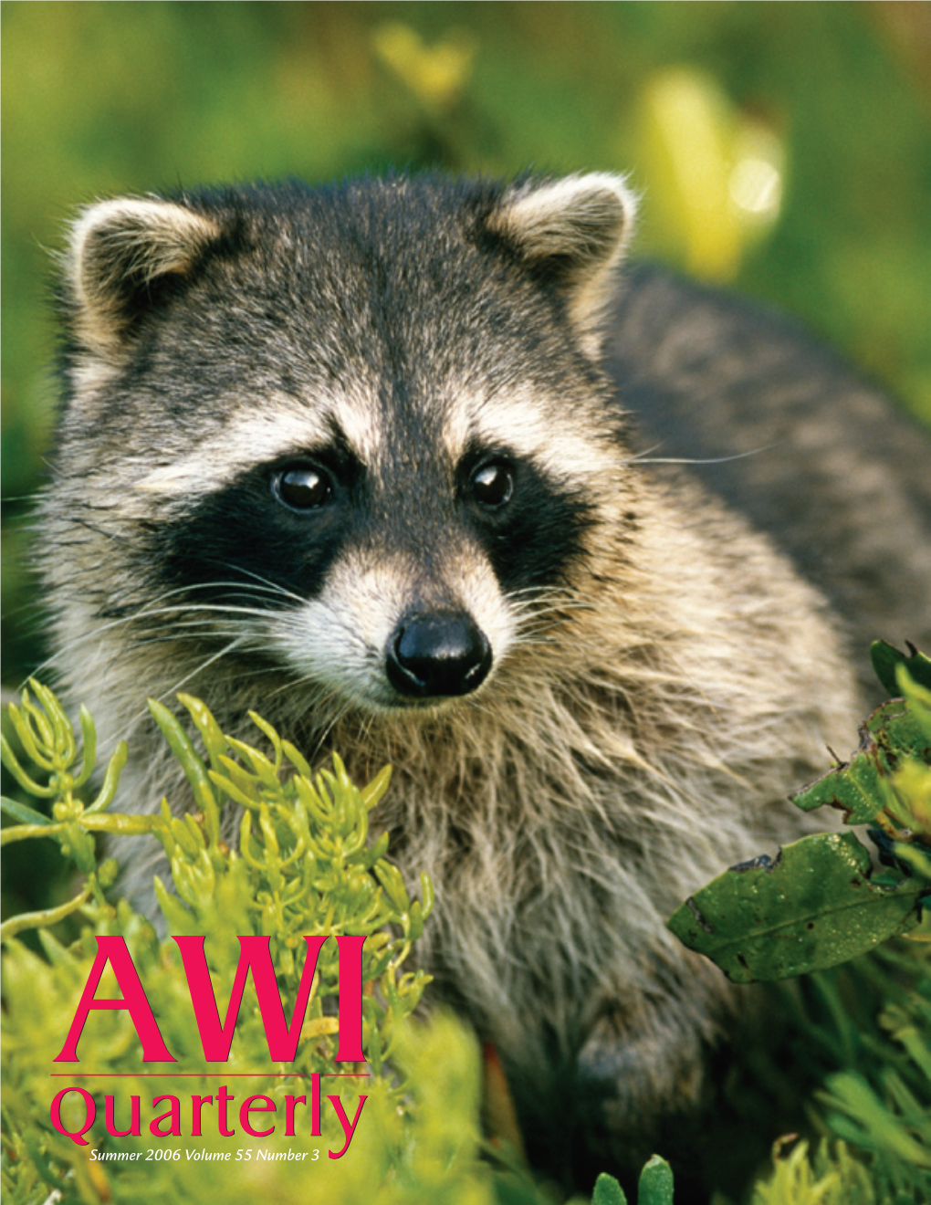 Quarterly Summer 2006 Volume 55 Number 3 About the Cover Unlike Some Species, the Highly Adaptable and Intelligent Raccoon Thrives in Human-Developed Areas