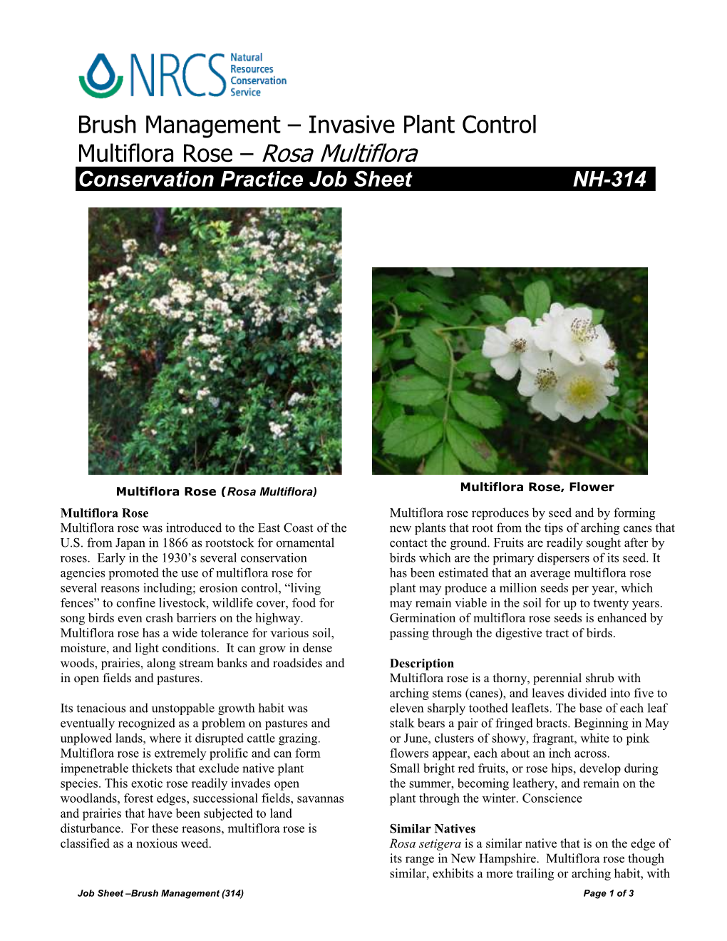 Brush Management – Invasive Plant Control Multiflora Rose – Rosa Multiflora Conservation Practice Job Sheet NH-314