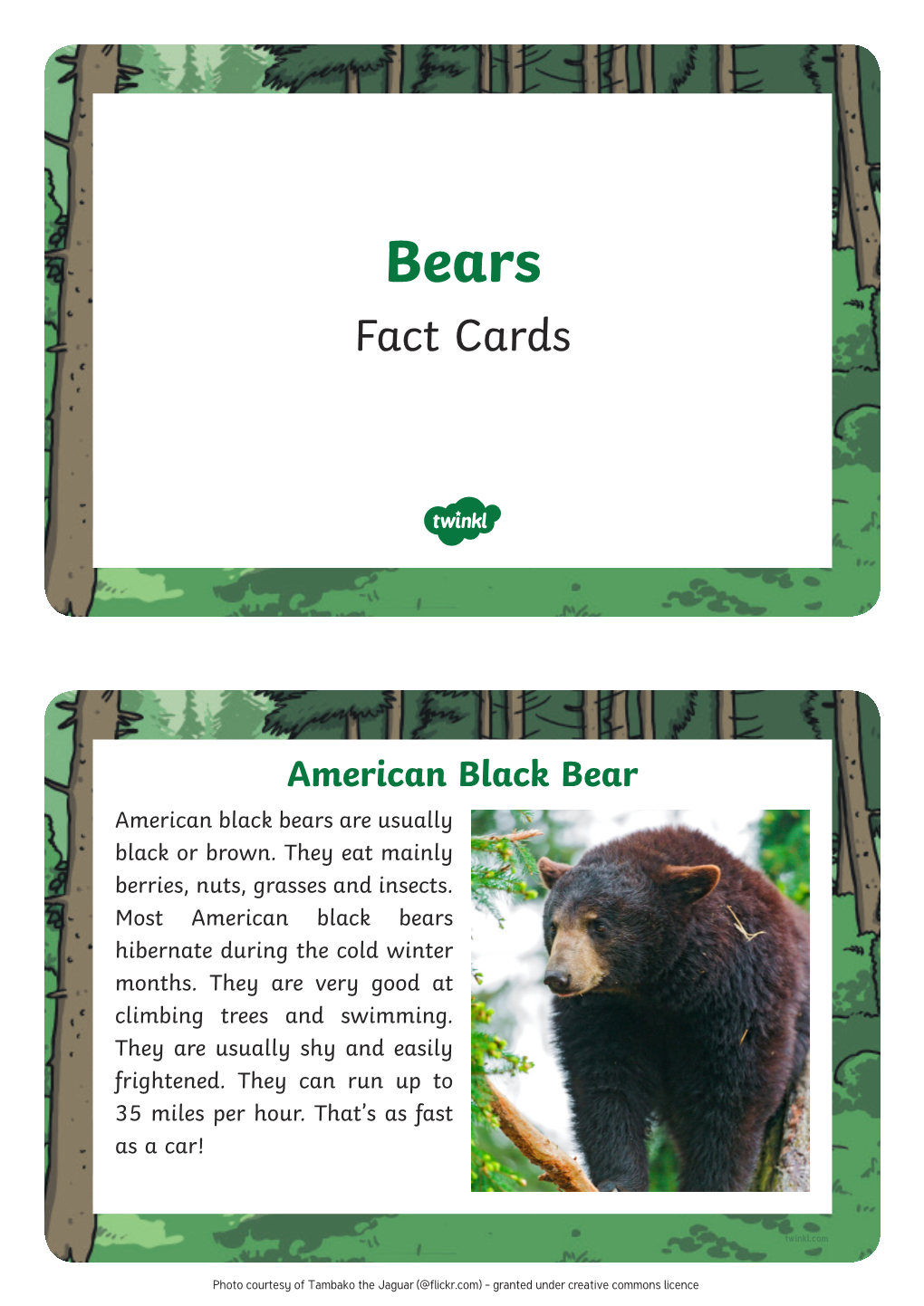 Bear Fact Cards