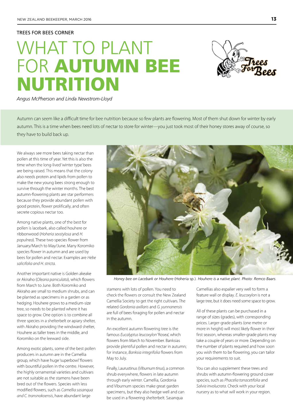 What to Plant for Autumn Bee Nutrition. NZ Beekeeper Trees for Bees Corner