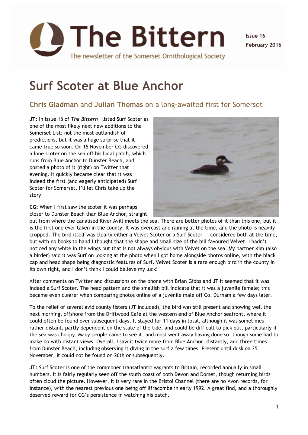 Surf Scoter at Blue Anchor