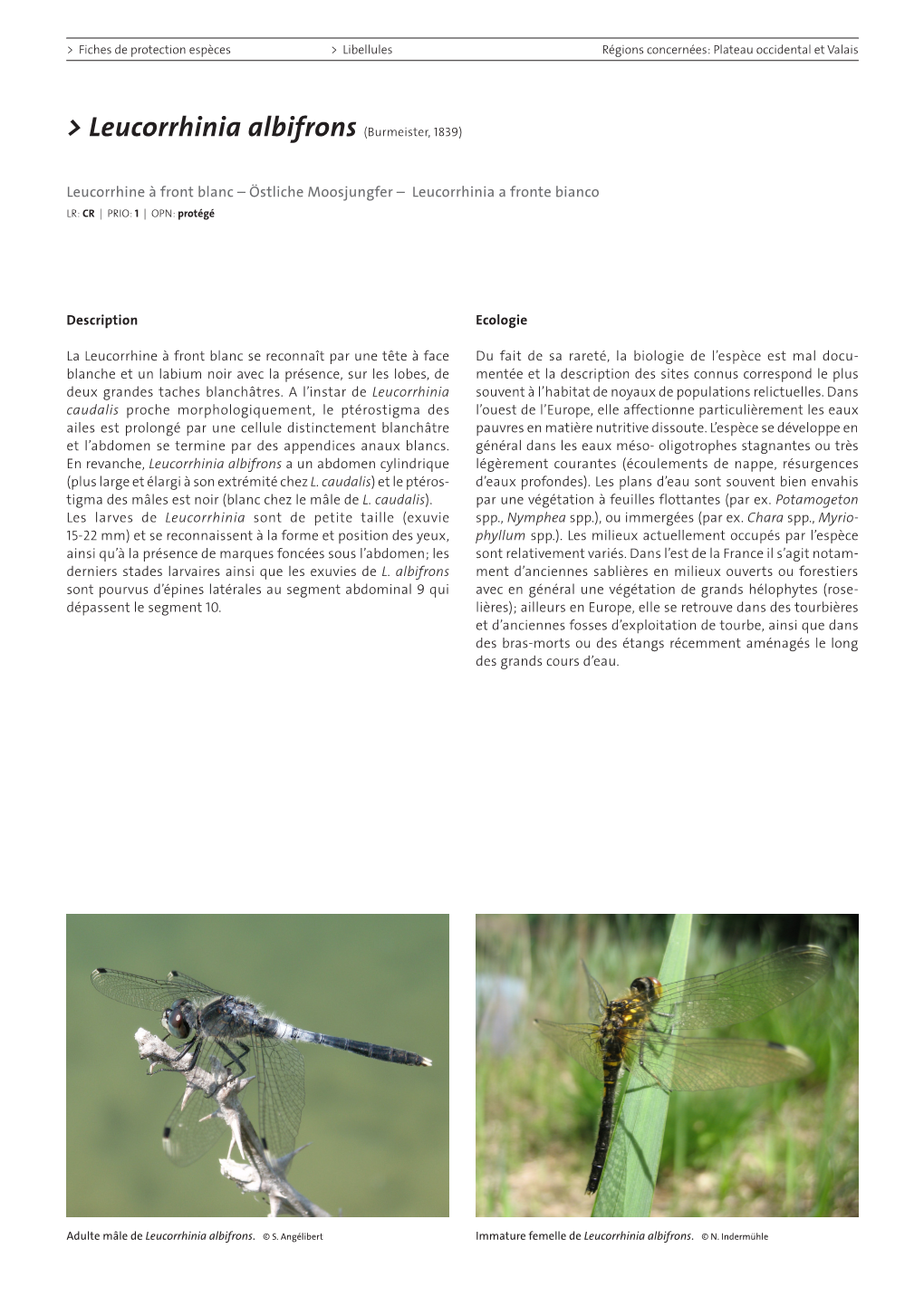 Fiches De Protection Espèces – Libellules – Leucorrhinia Albifrons