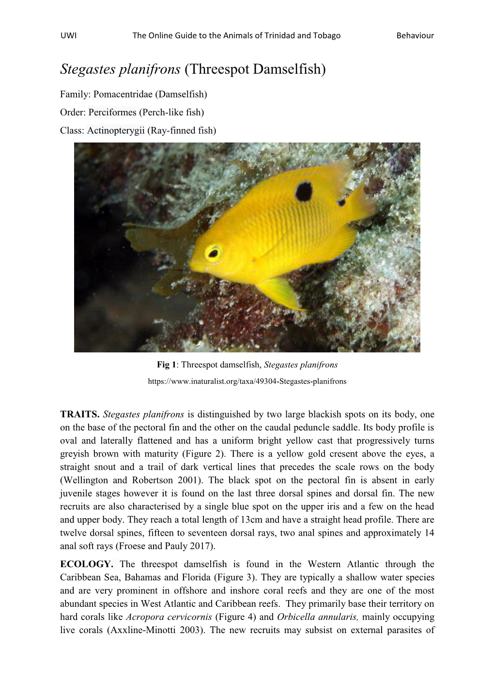 Stegastes Planifrons (Threespot Damselfish)