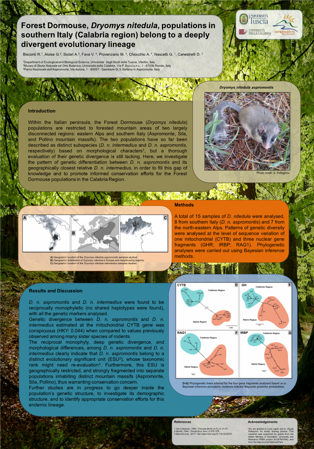 Forest Dormouse, Dryomys Nitedula, Populations in Southern Italy (Calabria Region) Belong to a Deeply Divergent Evolutionary Lineage