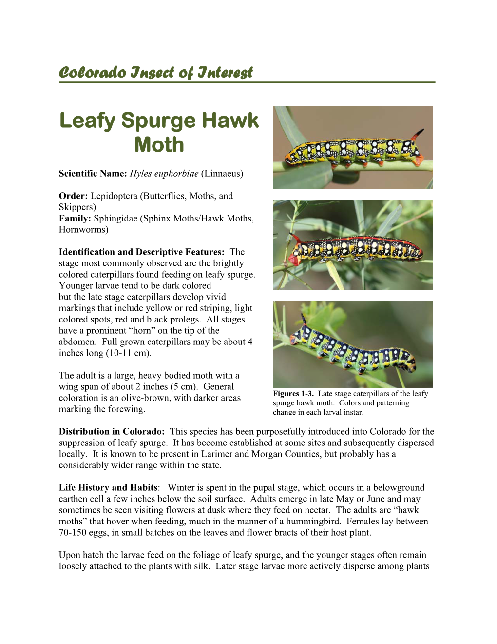 Leafy Spurge Hawk Moth