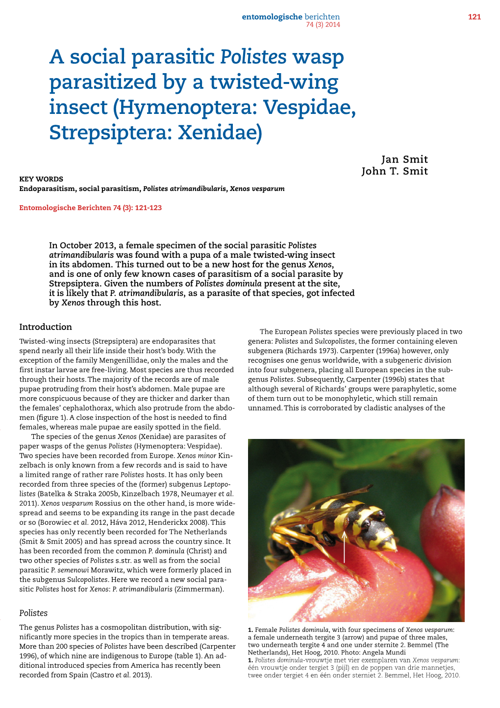 A Social Parasitic Polistes Wasp Parasitized by a Twisted-Wing Insect (Hymenoptera: Vespidae, Strepsiptera: Xenidae)