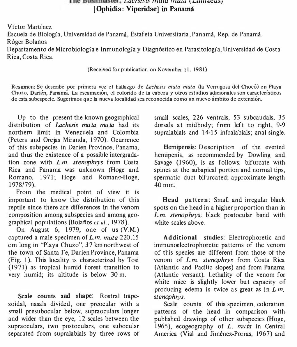 [Ophidia: Viperidae 1 in Panamá Lachesis Muta Muta L.M. Stenophrys L.M. Stenophrys; L.M. Stenophrys As in L.M. Stenophrys