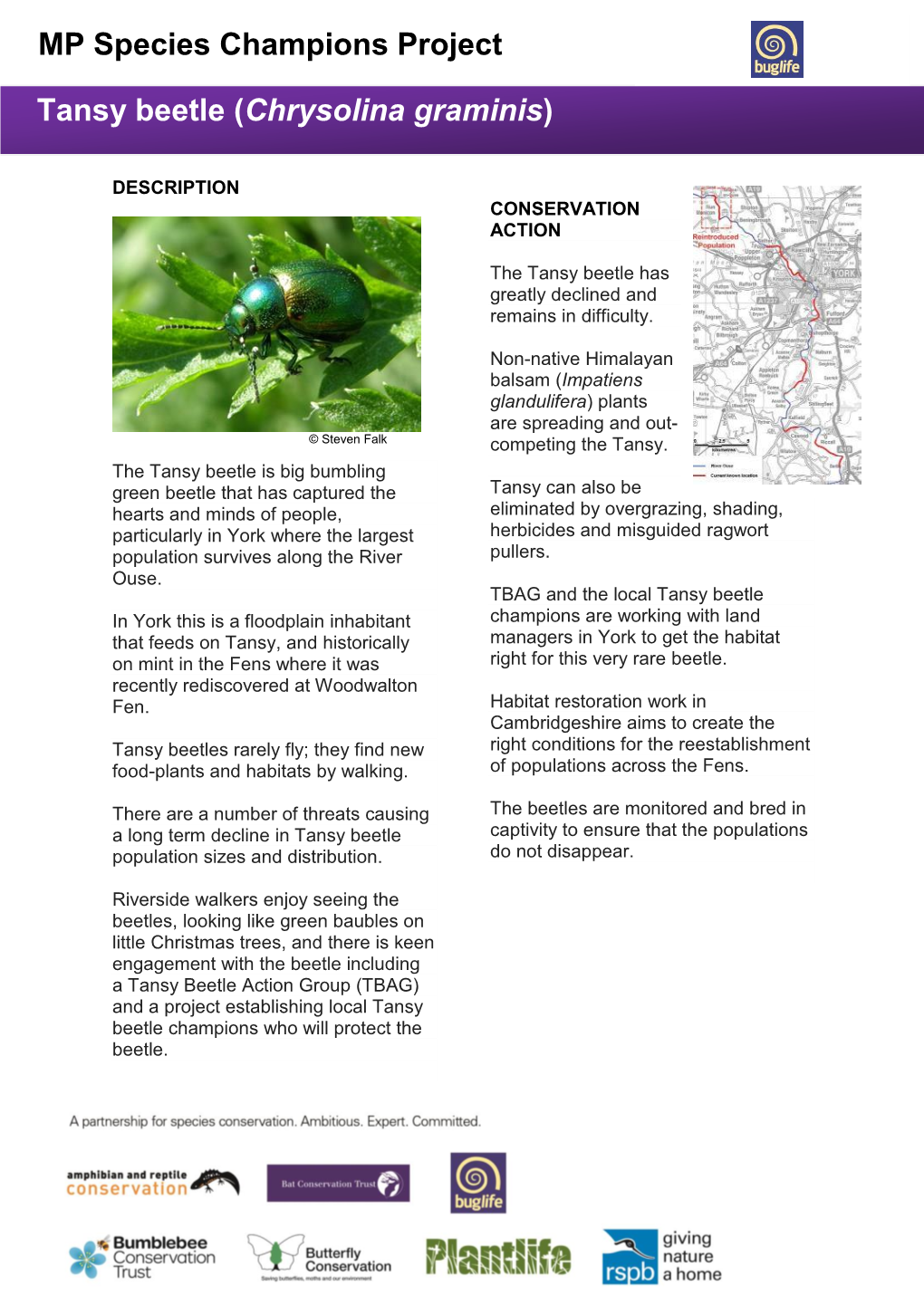 MP Species Champions Project Tansy Beetle (Chrysolina Graminis)