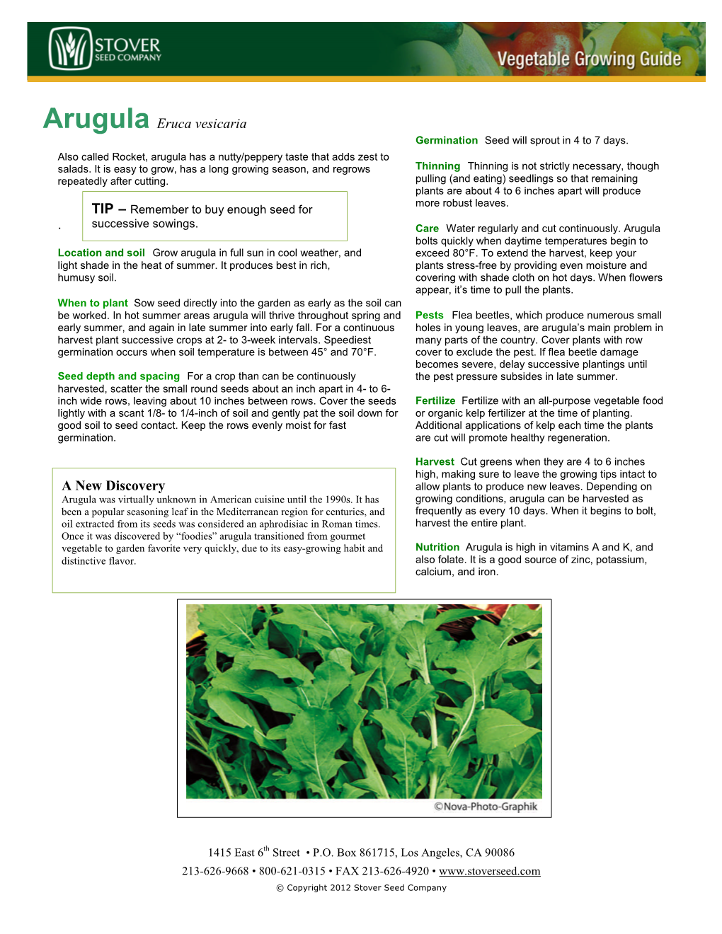 Arugula Eruca Vesicaria a New Discovery